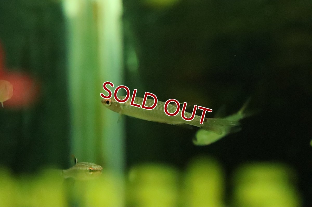 画像2: 【淡水魚】【通販】激レア コペラ sp ブラッドレッド ジュタイ産 ワイルド【１匹 サンプル画像】(珍カラ)(生体)(熱帯魚)NKCK (2)