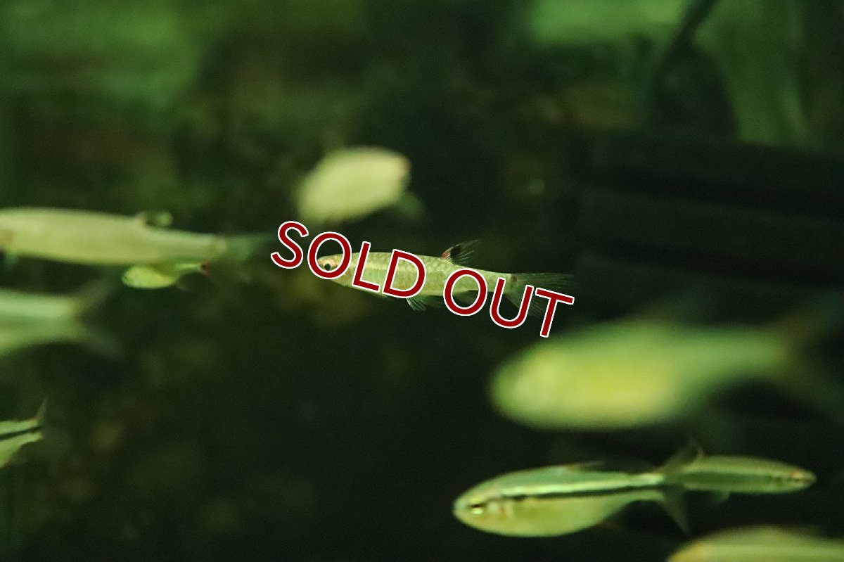 画像3: 【淡水魚】【通販】激レア コペラ sp ブラッドレッド ジュタイ産 ワイルド【１匹 サンプル画像】(珍カラ)(生体)(熱帯魚)NKCK (3)