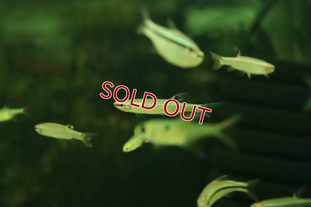 画像4: 【淡水魚】【通販】激レア コペラ sp ブラッドレッド ジュタイ産 ワイルド【１匹 サンプル画像】(珍カラ)(生体)(熱帯魚)NKCK (4)