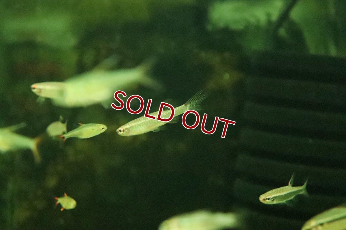 画像5: 【淡水魚】【通販】激レア コペラ sp ブラッドレッド ジュタイ産 ワイルド【１匹 サンプル画像】(珍カラ)(生体)(熱帯魚)NKCK (5)