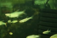 画像5: 【淡水魚】【通販】激レア コペラ sp ブラッドレッド ジュタイ産 ワイルド【１匹 サンプル画像】(珍カラ)(生体)(熱帯魚)NKCK (5)