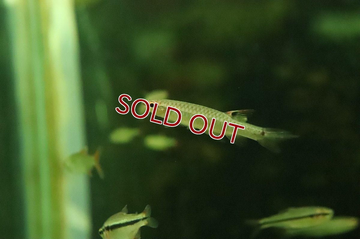 画像6: 【淡水魚】【通販】激レア コペラ sp ブラッドレッド ジュタイ産 ワイルド【１匹 サンプル画像】(珍カラ)(生体)(熱帯魚)NKCK (6)