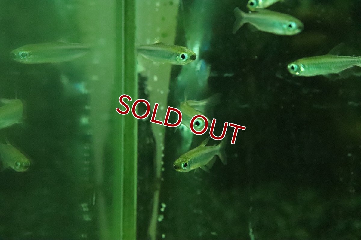 画像2: 【淡水魚】【通販】ゴールデンコンゴテトラ Kwiku産 ワイルド【１匹 サンプル画像】(珍カラ)(生体)(熱帯魚)NKCK (2)
