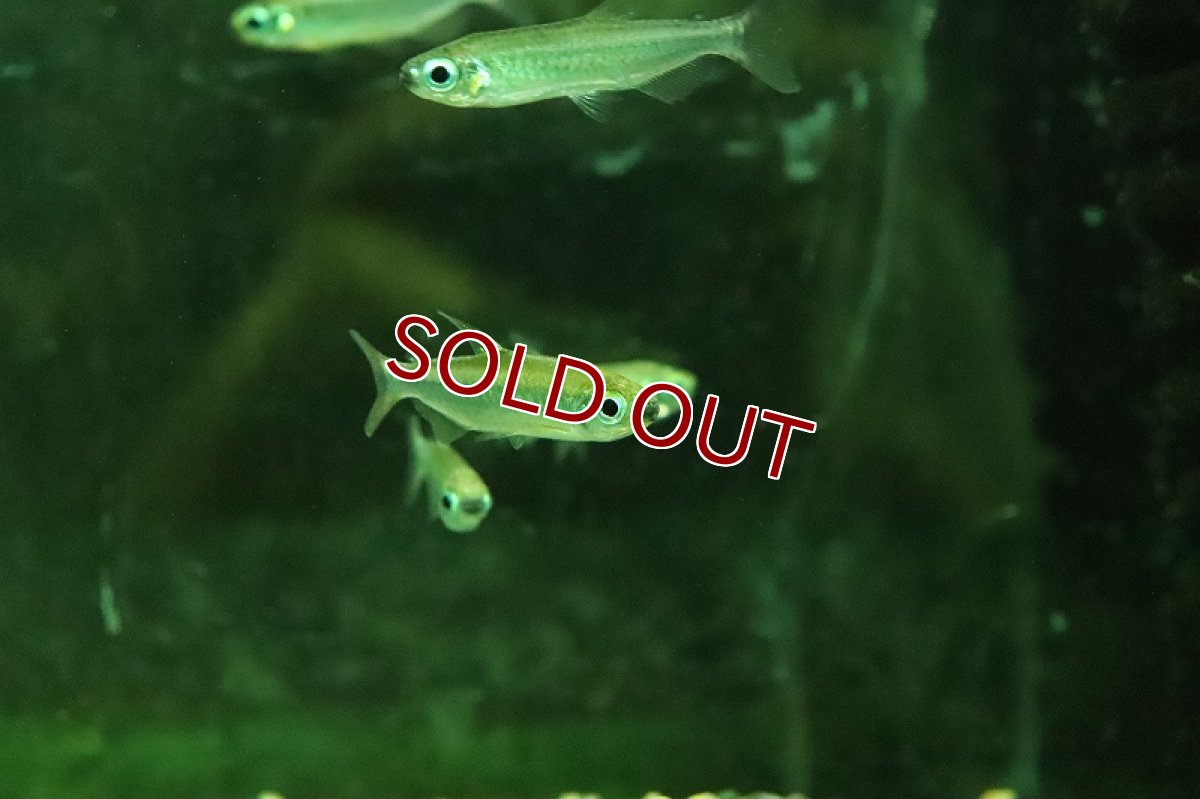 画像4: 【淡水魚】【通販】ゴールデンコンゴテトラ Kwiku産 ワイルド【１匹 サンプル画像】(珍カラ)(生体)(熱帯魚)NKCK (4)
