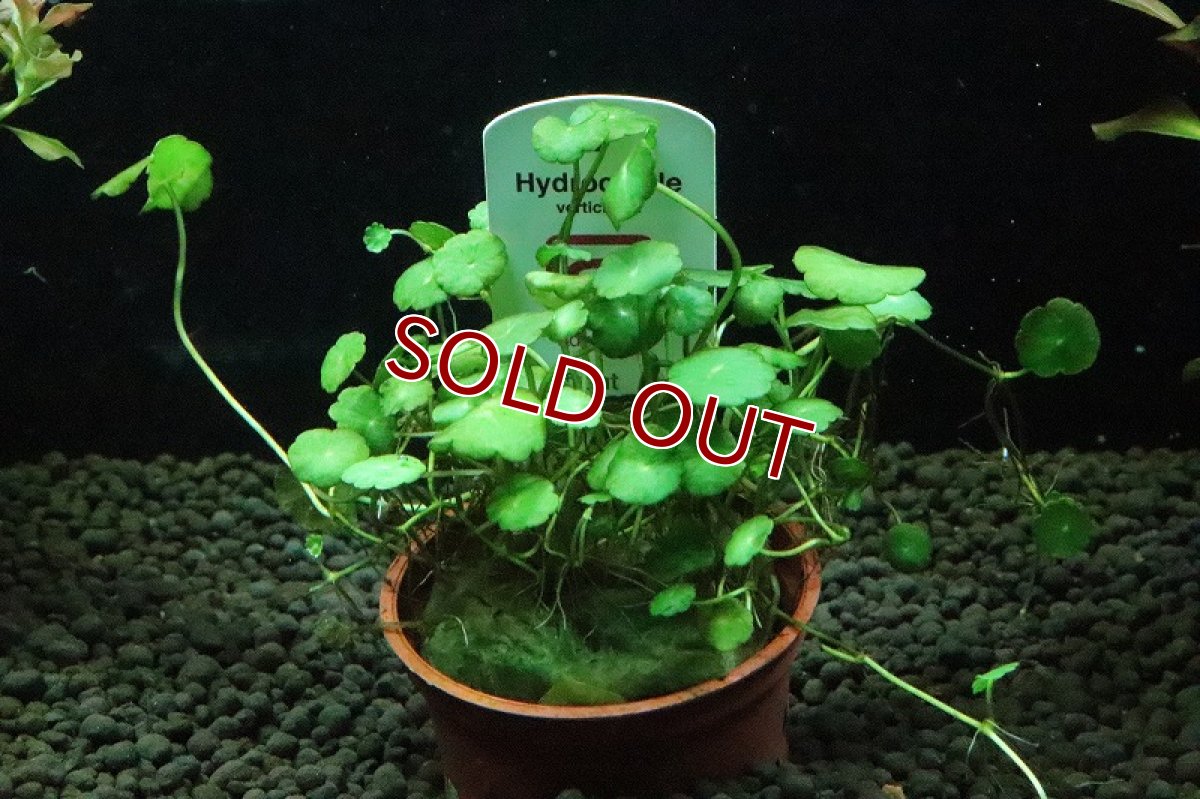 画像1: 【通販 水草】トロピカ社 ウォーターマッシュルーム(無農薬)【1ポット サンプル画像】（前景草)（生体）（熱帯魚） (1)