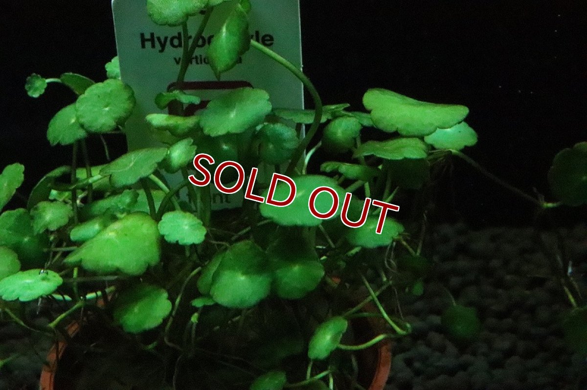 画像3: 【通販 水草】トロピカ社 ウォーターマッシュルーム(無農薬)【1ポット サンプル画像】（前景草)（生体）（熱帯魚） (3)