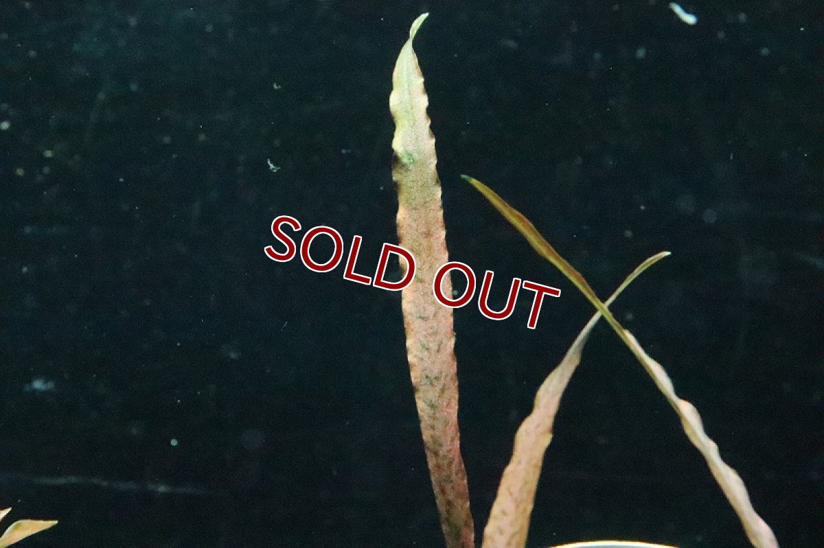 画像2: 【通販 水草】トロピカ社 クリプトコリネ スピラリスレッド(無農薬)【1ポット サンプル画像】（陰性水草)（生体）（熱帯魚） (2)