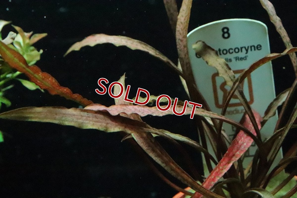 画像3: 【通販 水草】トロピカ社 クリプトコリネ スピラリスレッド(無農薬)【1ポット サンプル画像】（陰性水草)（生体）（熱帯魚） (3)