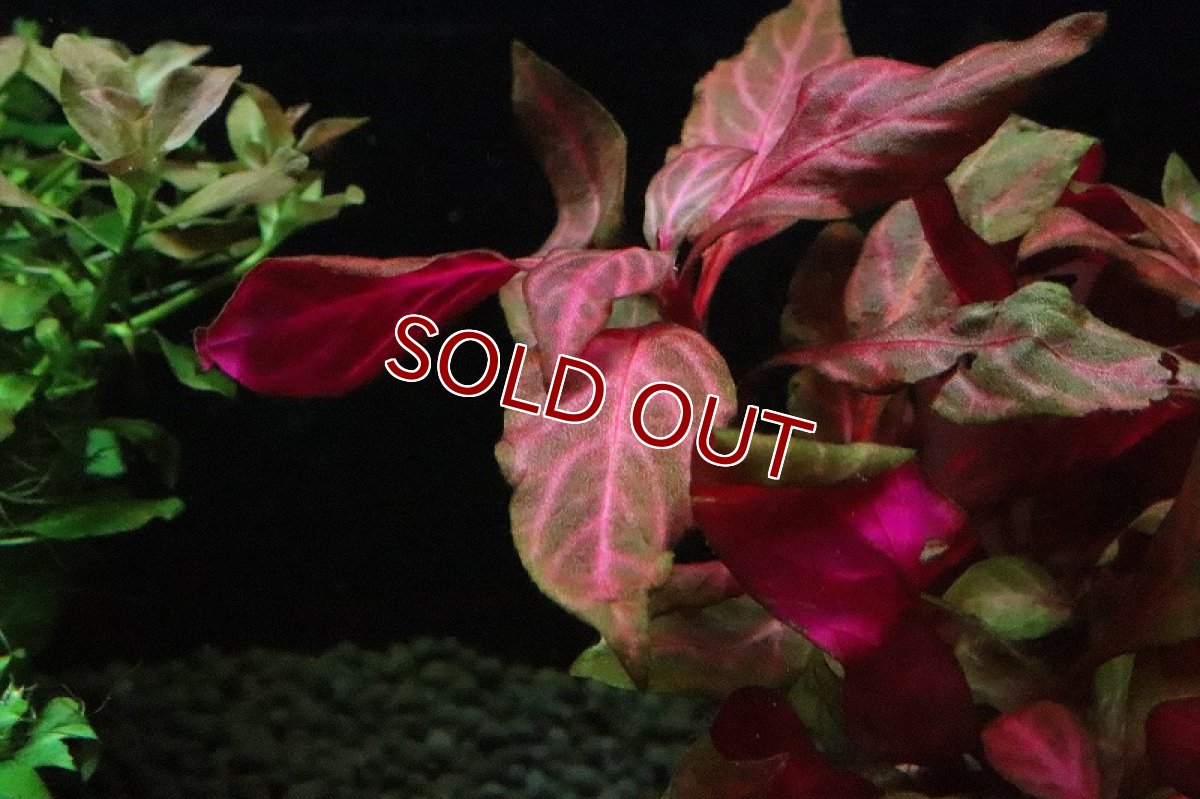 画像2: 【通販 水草】トロピカ社 アルテラナンテラレインキー 斑入り(無農薬)【1ポット サンプル画像】（後景草)（生体）（熱帯魚） (2)