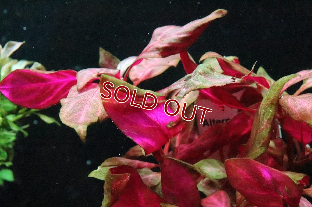 画像3: 【通販 水草】トロピカ社 アルテラナンテラレインキー 斑入り(無農薬)【1ポット サンプル画像】（後景草)（生体）（熱帯魚） (3)