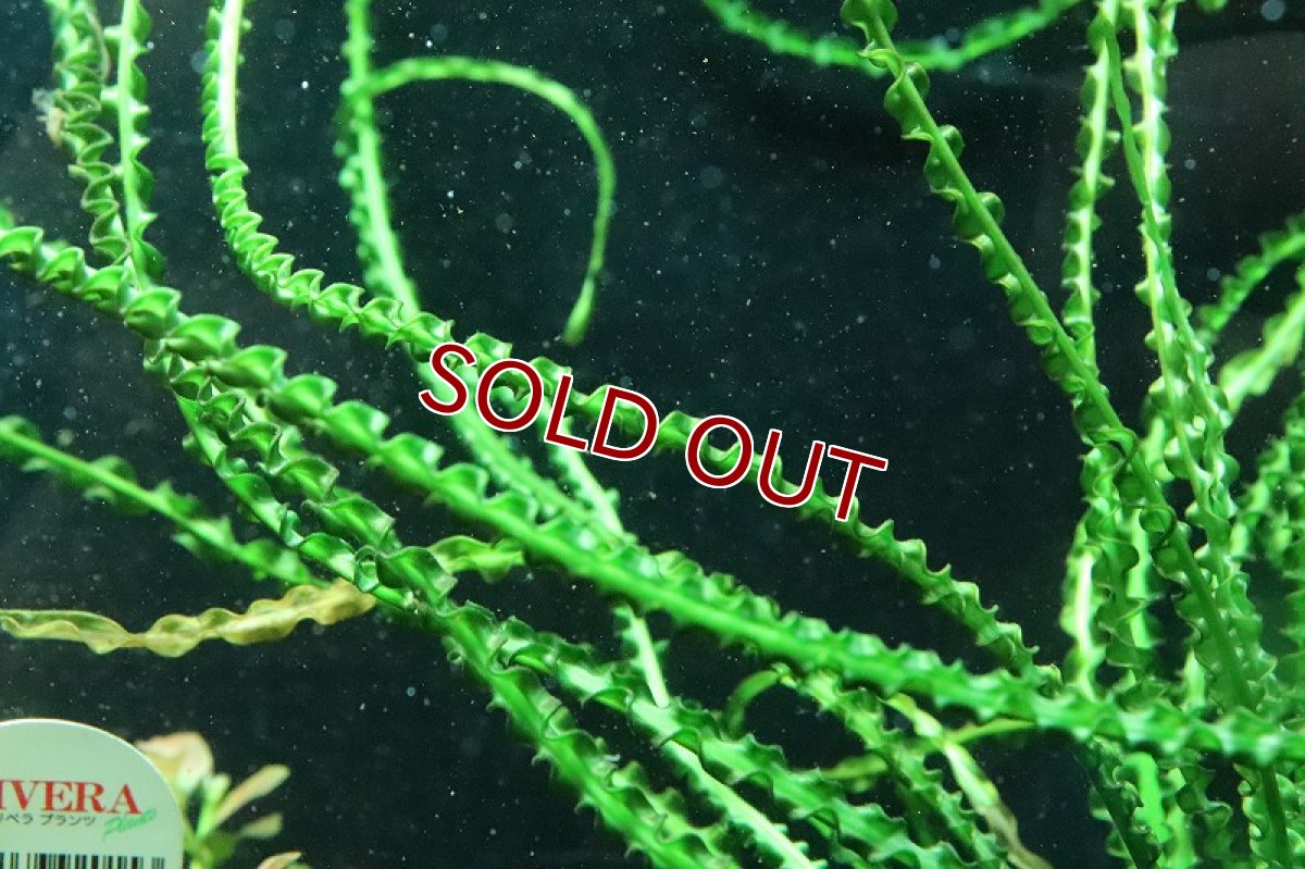 画像2: 【通販 水草】トロピカ社 クリナム カラミストラタム(無農薬)【1ポット サンプル画像】（陰性水草)（生体）（熱帯魚） (2)