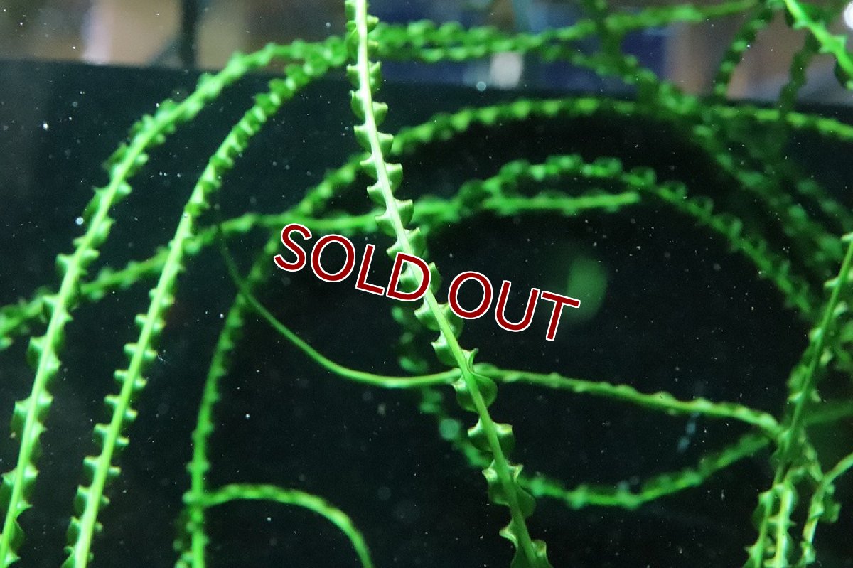 画像3: 【通販 水草】トロピカ社 クリナム カラミストラタム(無農薬)【1ポット サンプル画像】（陰性水草)（生体）（熱帯魚） (3)