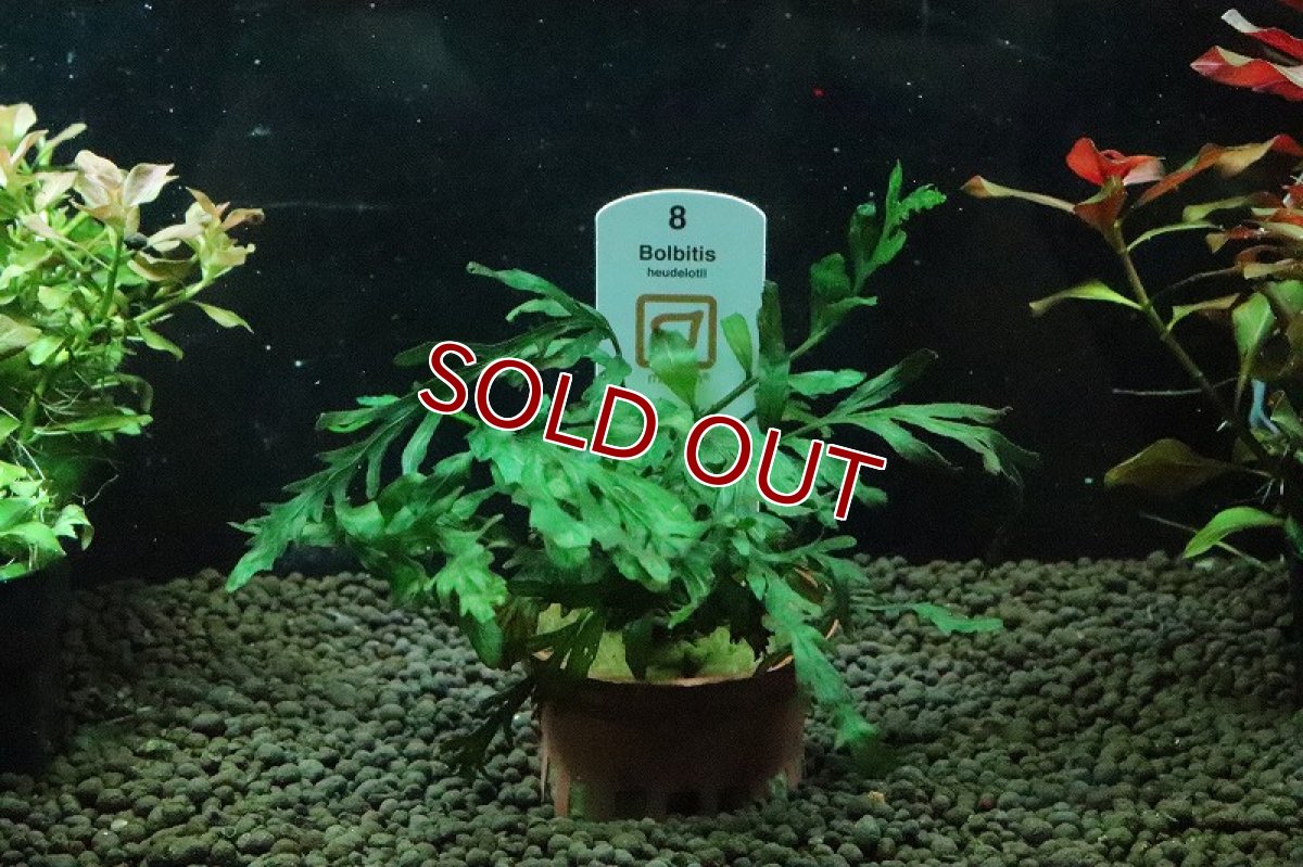 画像1: 【通販 水草】トロピカ社 ボルビディス ヒュディロッティ(無農薬)【1ポット サンプル画像】（陰性水草)（生体）（熱帯魚） (1)