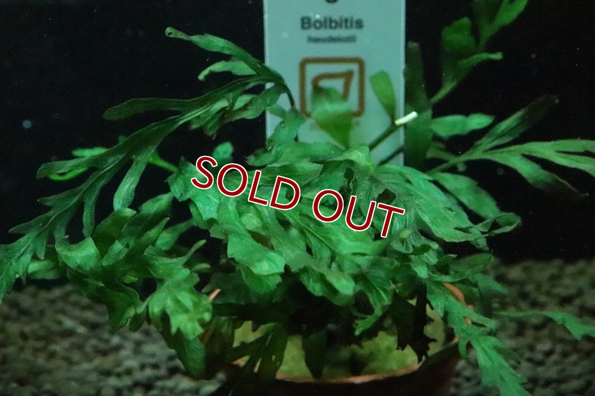 画像2: 【通販 水草】トロピカ社 ボルビディス ヒュディロッティ(無農薬)【1ポット サンプル画像】（陰性水草)（生体）（熱帯魚） (2)