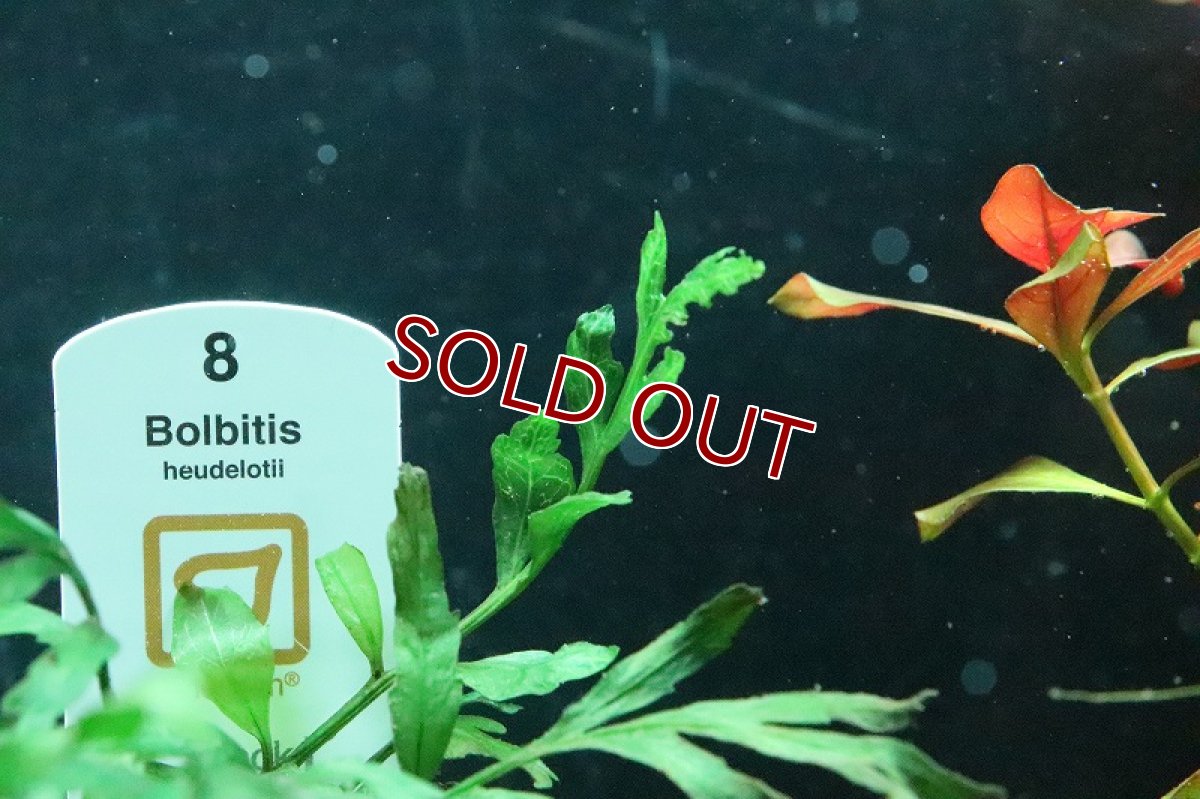 画像3: 【通販 水草】トロピカ社 ボルビディス ヒュディロッティ(無農薬)【1ポット サンプル画像】（陰性水草)（生体）（熱帯魚） (3)