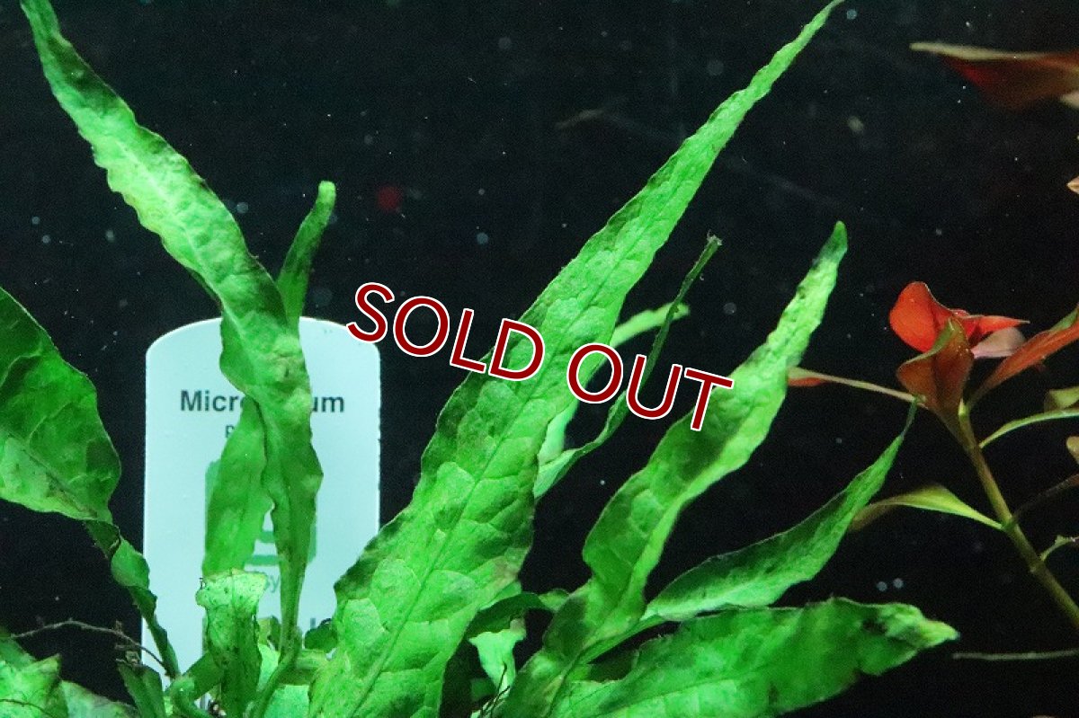 画像2: 【通販 水草】トロピカ社 ミクロソリウム プテロプス(無農薬)【1ポット サンプル画像】（陰性水草)（生体）（熱帯魚） (2)