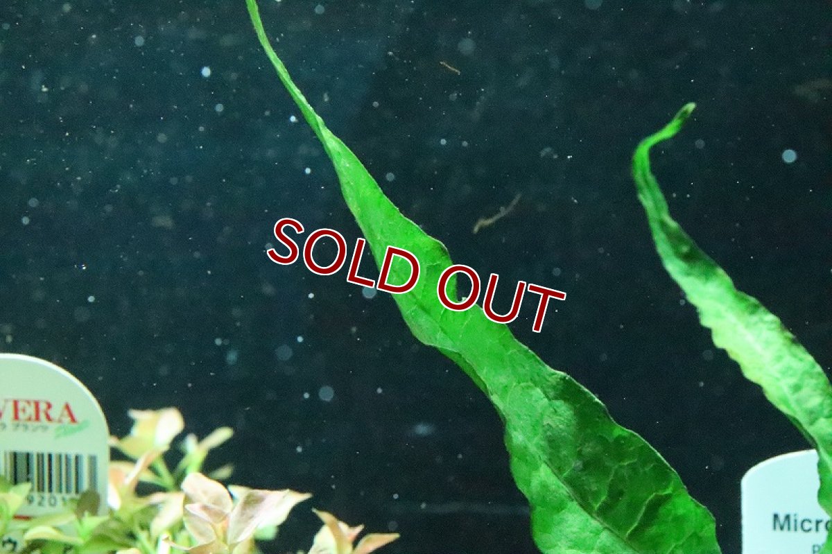 画像3: 【通販 水草】トロピカ社 ミクロソリウム プテロプス(無農薬)【1ポット サンプル画像】（陰性水草)（生体）（熱帯魚） (3)