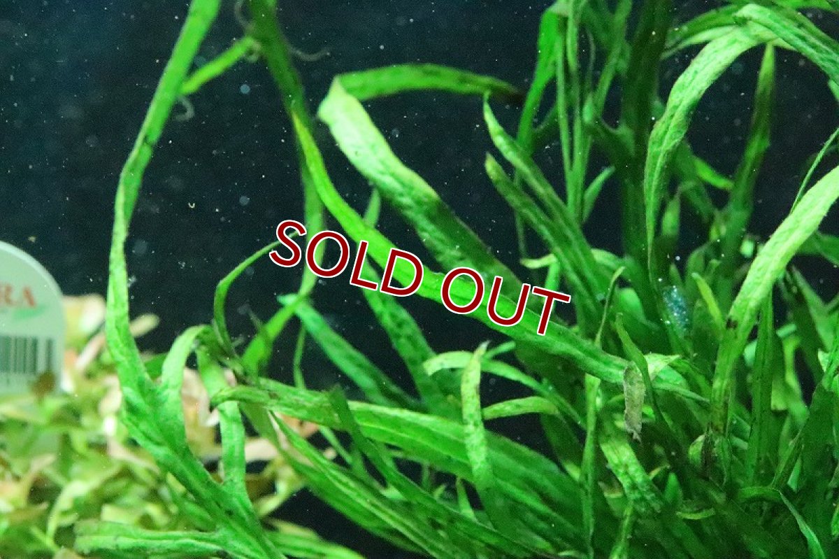 画像2: 【通販 水草】トロピカ社 ミクロソリウム トライデント(無農薬)【1ポット サンプル画像】（陰性水草)（生体）（熱帯魚） (2)