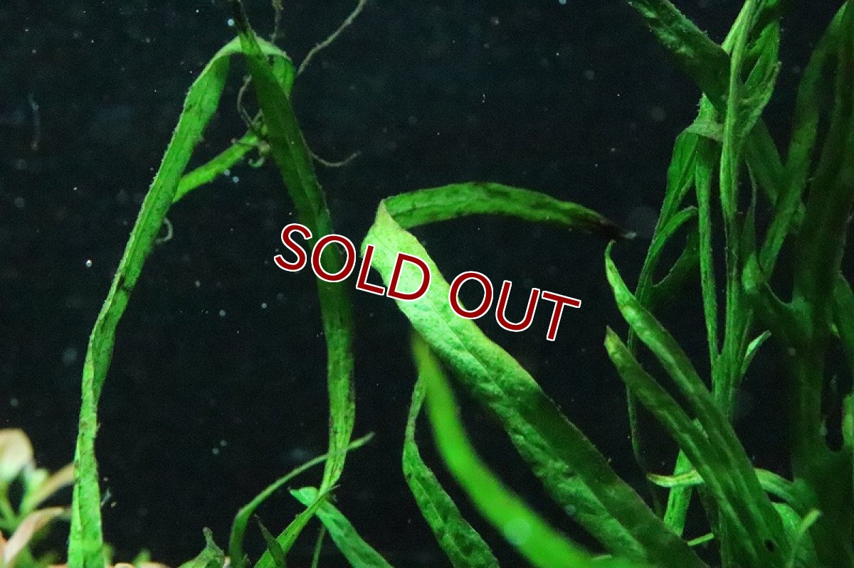 画像3: 【通販 水草】トロピカ社 ミクロソリウム トライデント(無農薬)【1ポット サンプル画像】（陰性水草)（生体）（熱帯魚） (3)