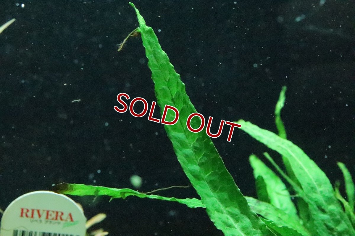 画像2: 【通販 水草】トロピカ社 ミクロソリウム プテロプスナロー(無農薬)【1ポット サンプル画像】（陰性水草)（生体）（熱帯魚） (2)