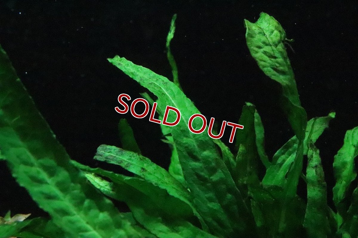 画像3: 【通販 水草】トロピカ社 ミクロソリウム プテロプスナロー(無農薬)【1ポット サンプル画像】（陰性水草)（生体）（熱帯魚） (3)