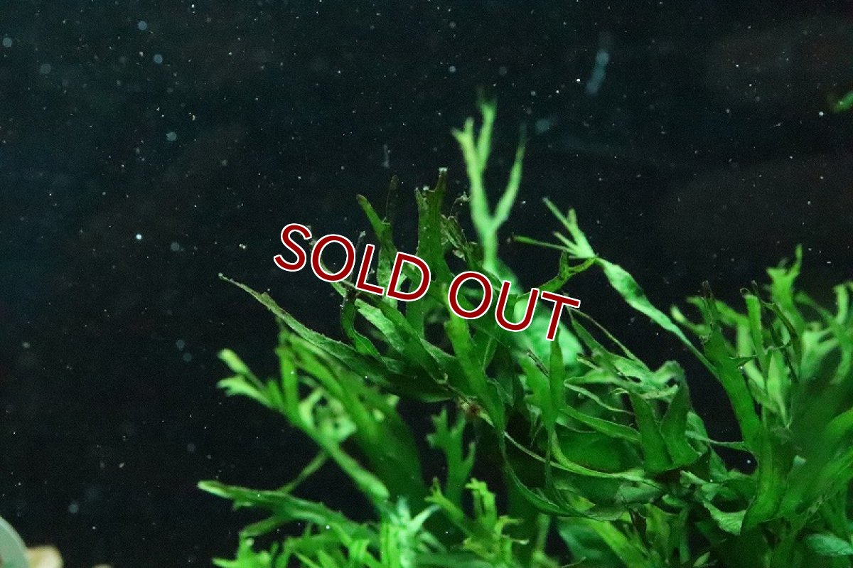 画像2: 【通販 水草】トロピカ社 ミクロソリウム ウェンデロフ(無農薬)【1ポット サンプル画像】（陰性水草)（生体）（熱帯魚） (2)