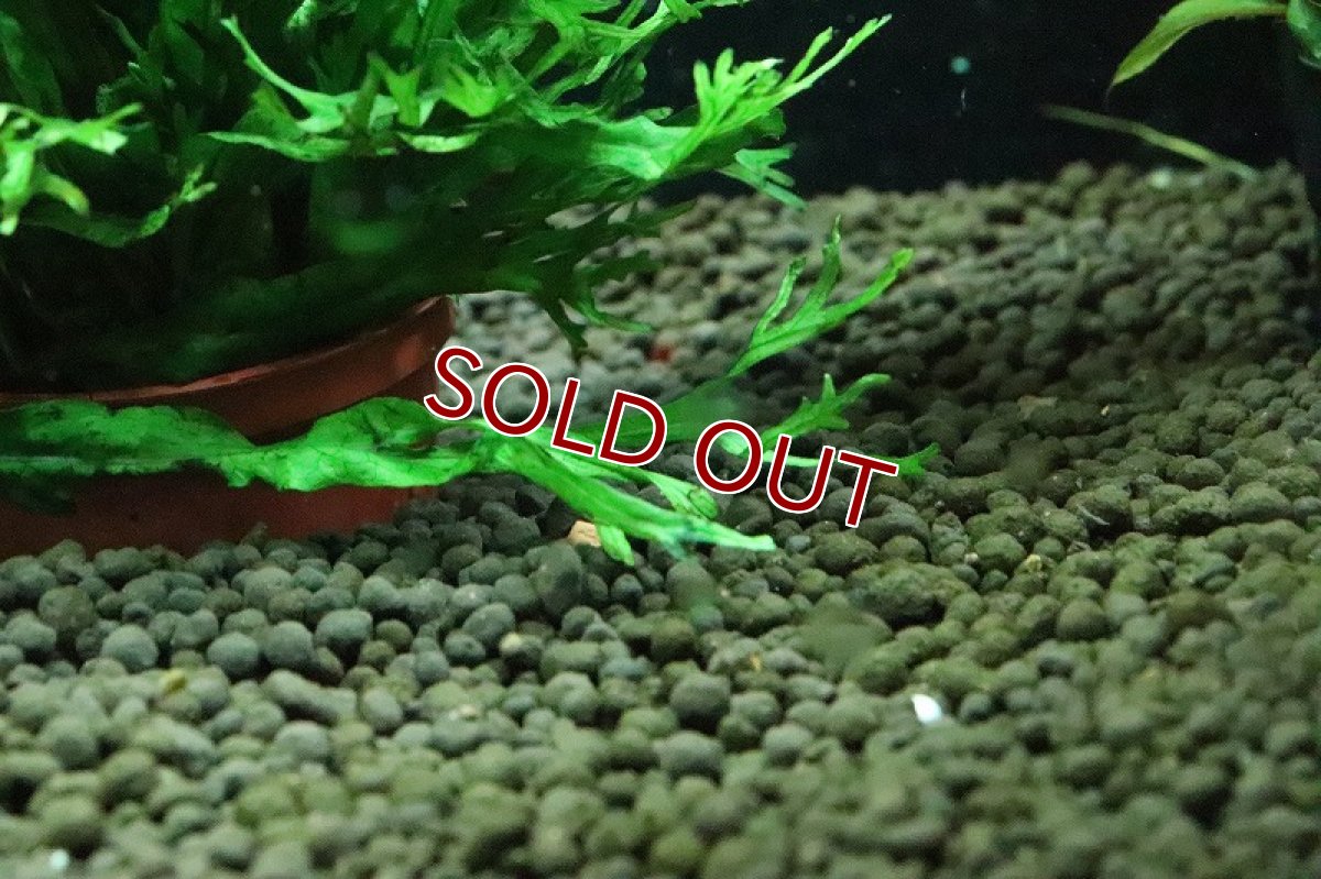 画像3: 【通販 水草】トロピカ社 ミクロソリウム ウェンデロフ(無農薬)【1ポット サンプル画像】（陰性水草)（生体）（熱帯魚） (3)