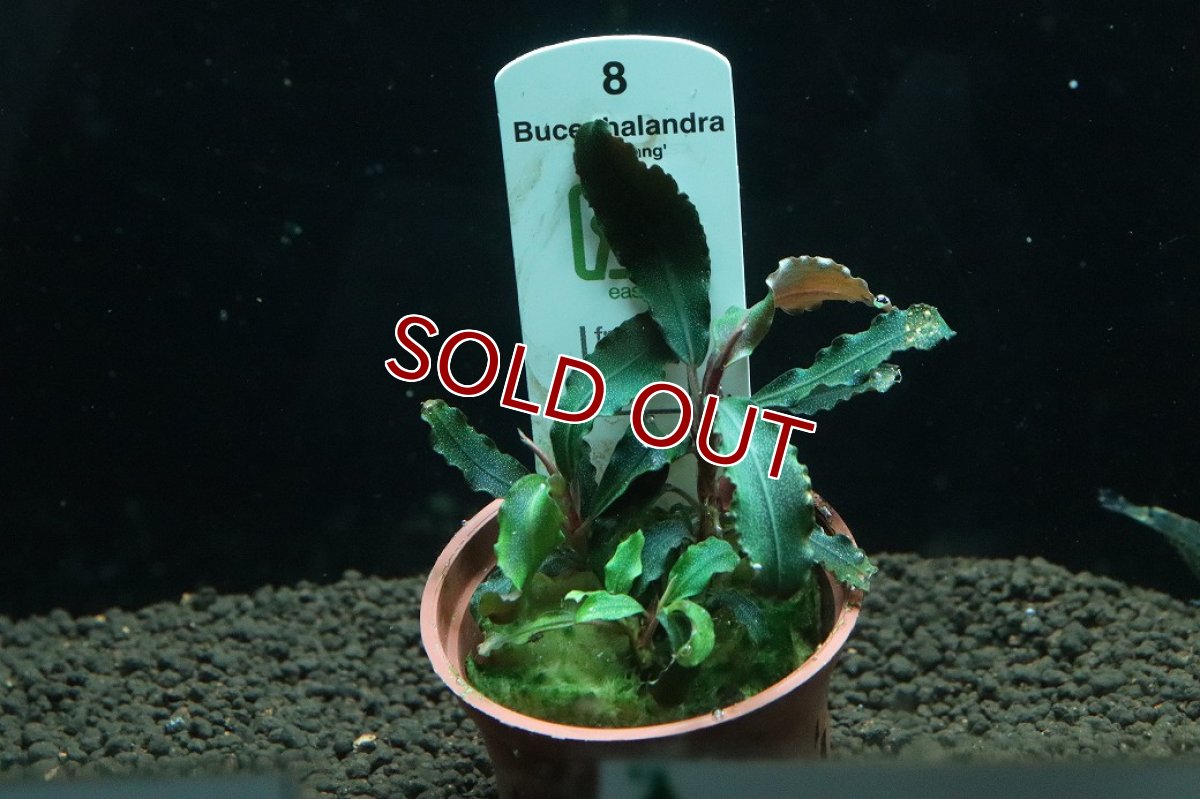 画像1: 【通販 水草】トロピカ社 ブセファランドラ sp クダガン(無農薬)【1ポット サンプル画像】（陰性水草)（生体）（熱帯魚） (1)