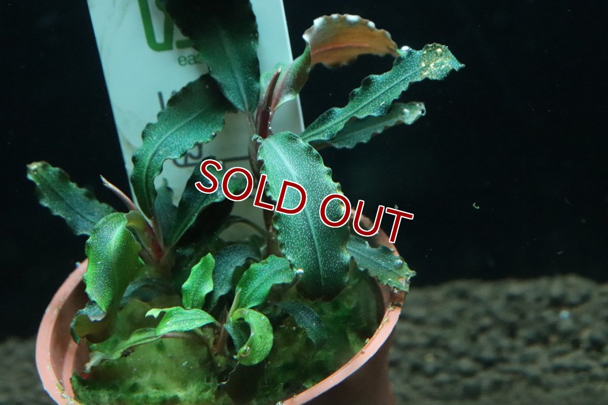 画像2: 【通販 水草】トロピカ社 ブセファランドラ sp クダガン(無農薬)【1ポット サンプル画像】（陰性水草)（生体）（熱帯魚） (2)