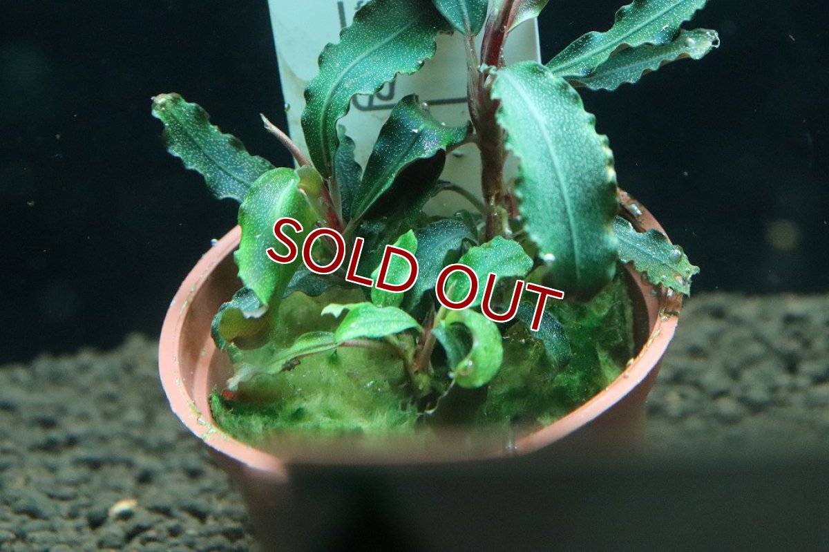 画像3: 【通販 水草】トロピカ社 ブセファランドラ sp クダガン(無農薬)【1ポット サンプル画像】（陰性水草)（生体）（熱帯魚） (3)