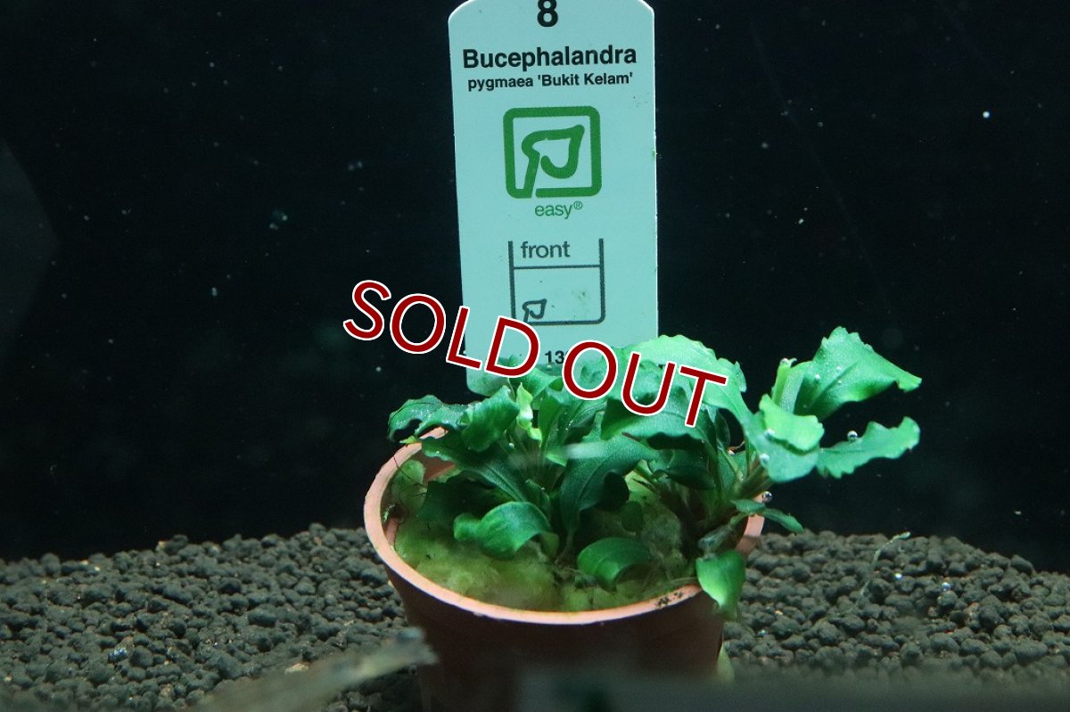 画像1: 【10%OFF対象商品30周年セール】【通販 水草】トロピカ社 ブセファランドラ sp グリーンウェイビー(輸入品)【1ポット サンプル画像】（陰性水草)（生体）（熱帯魚） (1)