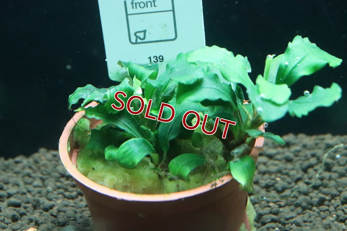 画像2: 【10%OFF対象商品30周年セール】【通販 水草】トロピカ社 ブセファランドラ sp グリーンウェイビー(輸入品)【1ポット サンプル画像】（陰性水草)（生体）（熱帯魚） (2)