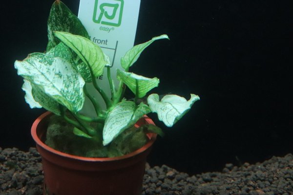 通販 水草】トロピカ社 アヌビアスナナ ピント(斑入り)(無農薬)【1