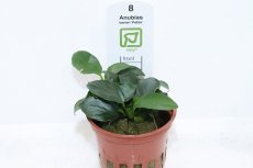 画像1: 【通販 水草】トロピカ社 アヌビアス バルテリー ペッチー(無農薬)【1ポット サンプル画像】（陰性水草)（生体）（熱帯魚） (1)