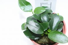 画像2: 【通販 水草】トロピカ社 アヌビアス バルテリー ペッチー(無農薬)【1ポット サンプル画像】（陰性水草)（生体）（熱帯魚） (2)