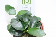 画像3: 【通販 水草】トロピカ社 アヌビアス バルテリー ペッチー(無農薬)【1ポット サンプル画像】（陰性水草)（生体）（熱帯魚） (3)