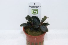 画像1: 【通販 水草】トロピカ社 ブセファランドラ ソルディデュラブルー(無農薬)【1ポット サンプル画像】（陰性水草)（生体）（熱帯魚） (1)