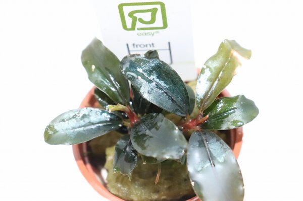通販 水草】トロピカ社 ブセファランドラ ソルディデュラブルー(無農薬