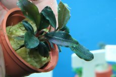 画像3: 【通販 水草】トロピカ社 ブセファランドラ ソルディデュラブルー(無農薬)【1ポット サンプル画像】（陰性水草)（生体）（熱帯魚） (3)