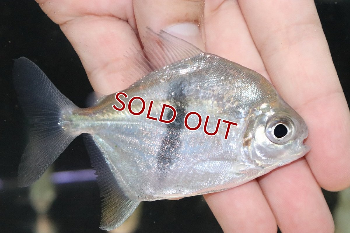 画像2: 【淡水魚】ブラックバンデットメチニス コロンビア産 ワイルド【１匹 サンプル画像】(±9cm)(大型魚)(生体)(熱帯魚)NKO (2)
