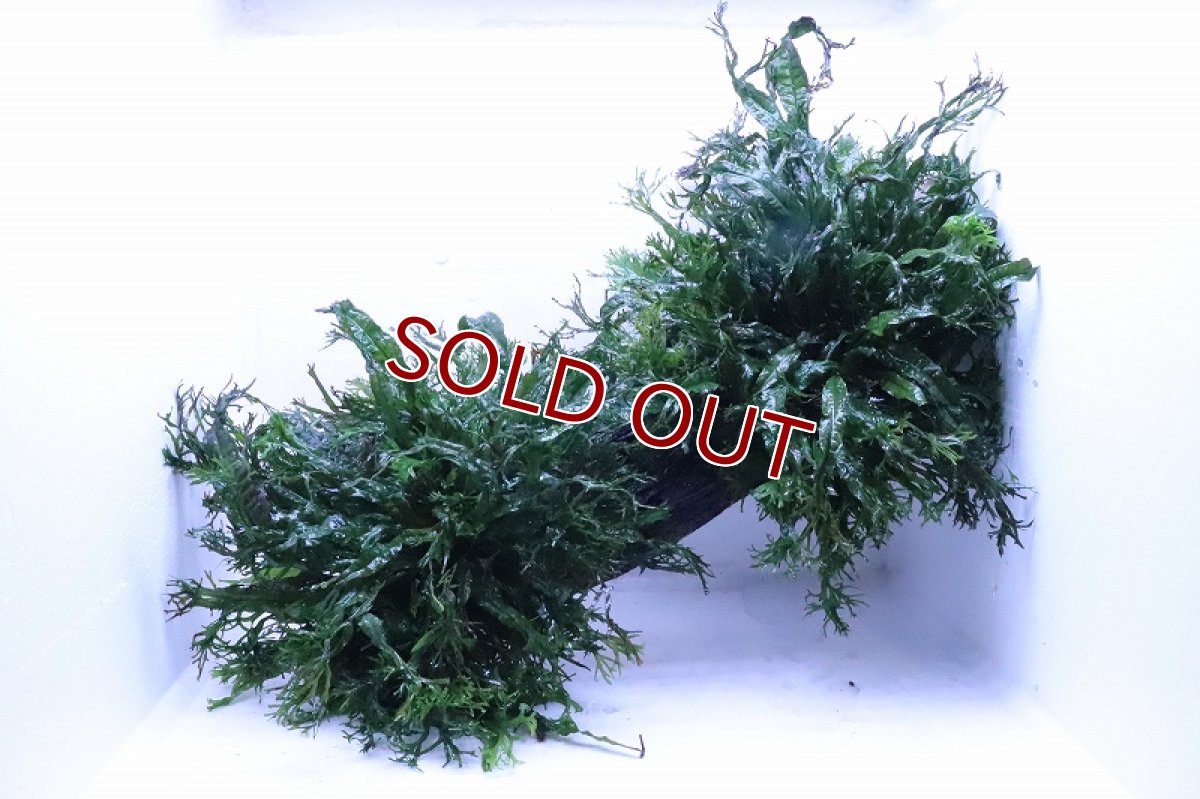 画像1: 【通販 水草】トロピカ社 XLサイズ 流木活着済み ミクロソリウム ウェンデロフ(無農薬)【1個 サンプル画像】（生体）（熱帯魚） (1)