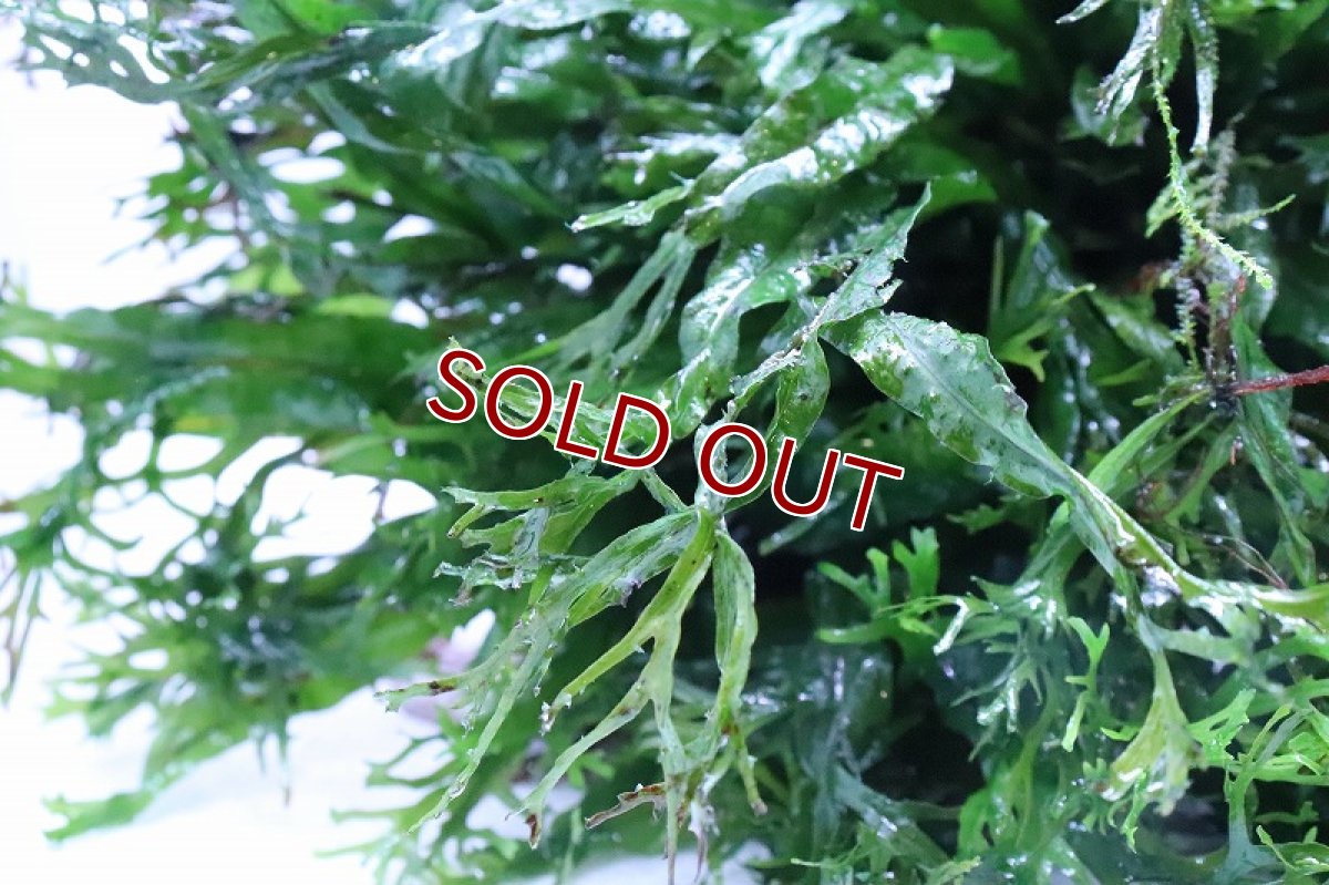 画像2: 【通販 水草】トロピカ社 XLサイズ 流木活着済み ミクロソリウム ウェンデロフ(無農薬)【1個 サンプル画像】（生体）（熱帯魚） (2)