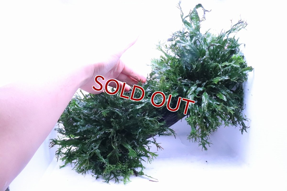 画像4: 【通販 水草】トロピカ社 XLサイズ 流木活着済み ミクロソリウム ウェンデロフ(無農薬)【1個 サンプル画像】（生体）（熱帯魚） (4)