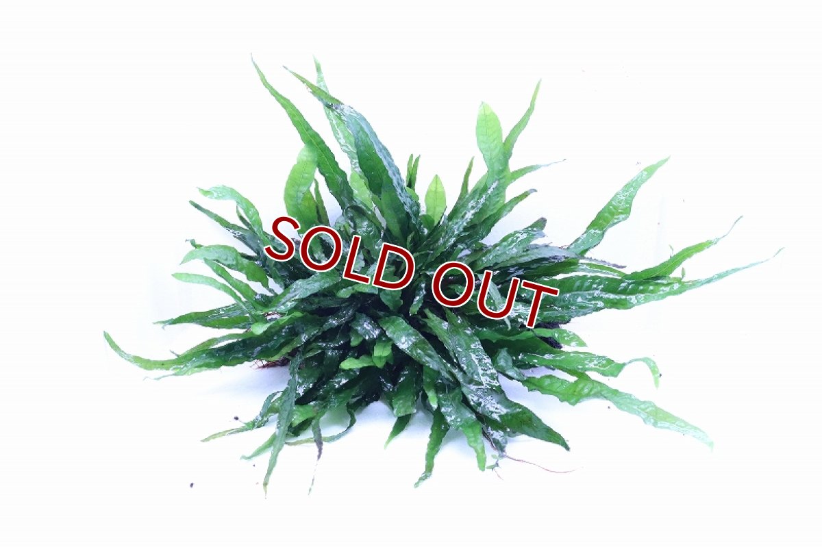 画像1: 【通販 水草】トロピカ社 流木活着済み ミクロソリウム プテロプス(無農薬)【1個 サンプル画像】（陰性水草)（生体）（熱帯魚） (1)