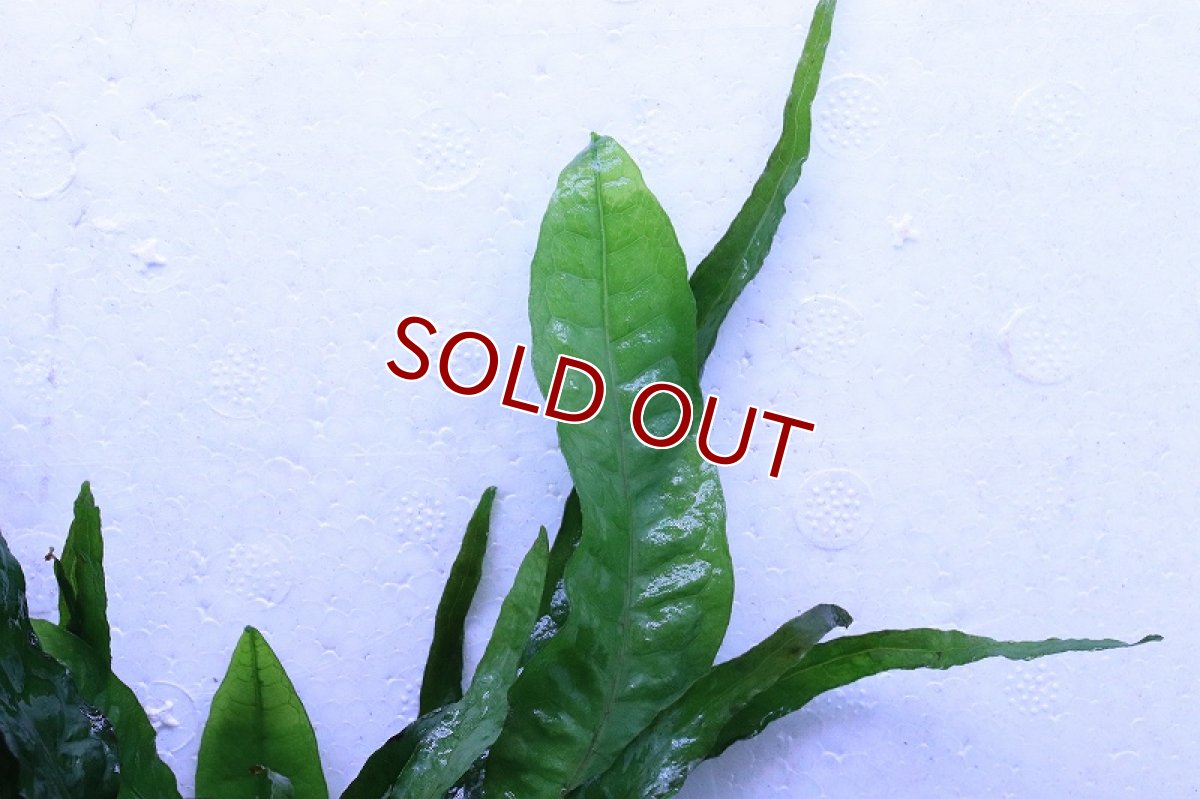 画像2: 【通販 水草】トロピカ社 流木活着済み ミクロソリウム プテロプス(無農薬)【1個 サンプル画像】（陰性水草)（生体）（熱帯魚） (2)