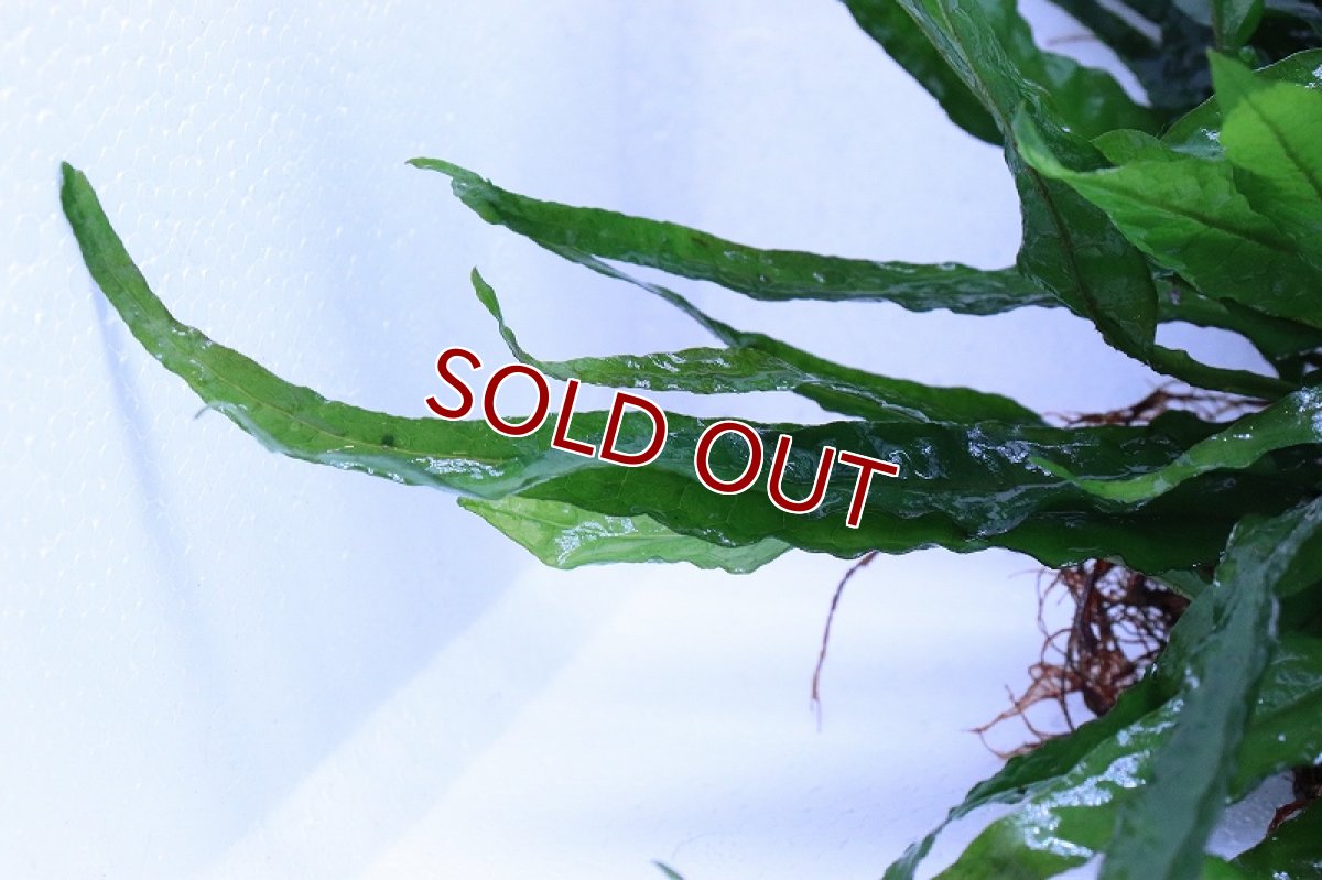 画像3: 【通販 水草】トロピカ社 流木活着済み ミクロソリウム プテロプス(無農薬)【1個 サンプル画像】（陰性水草)（生体）（熱帯魚） (3)