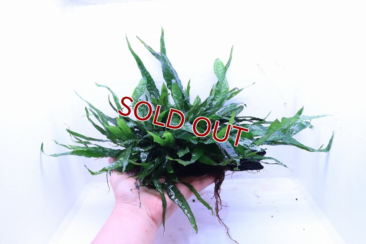 画像4: 【通販 水草】トロピカ社 流木活着済み ミクロソリウム プテロプス(無農薬)【1個 サンプル画像】（陰性水草)（生体）（熱帯魚） (4)