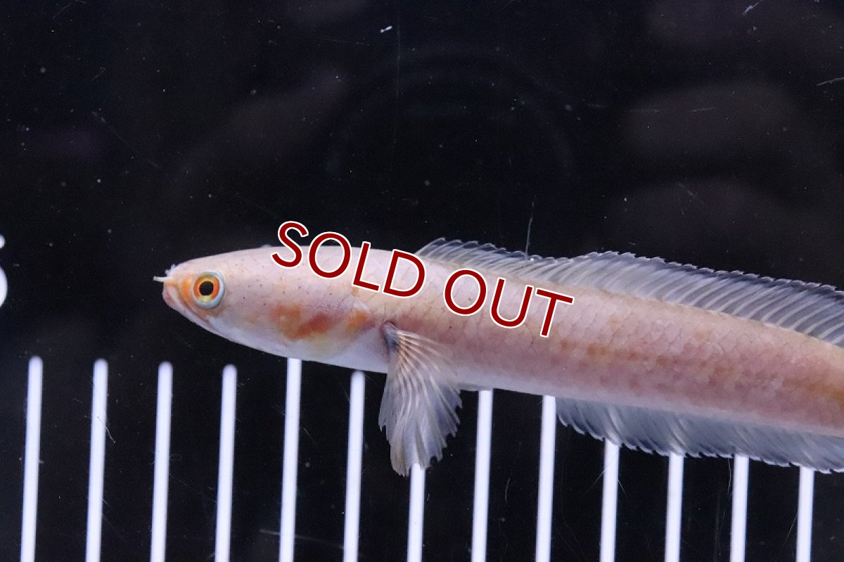 画像2: 【淡水魚】ドワーフスネークヘッド インド産 ワイルド【１匹 サンプル画像】(±10-12cm)(スネークヘッド・大型魚)(生体)(熱帯魚)NKO (2)