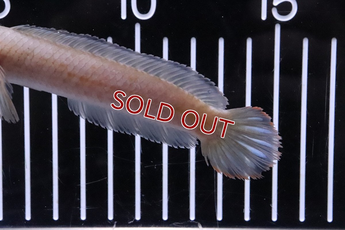 画像3: 【淡水魚】ドワーフスネークヘッド インド産 ワイルド【１匹 サンプル画像】(±10-12cm)(スネークヘッド・大型魚)(生体)(熱帯魚)NKO (3)