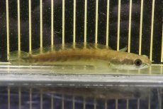 画像1: 【淡水魚】【通販】ロイヤルトーマン ペナン産 ワイルド【１匹 サンプル画像】(±10-12cm)(大型魚・スネークヘッド)(生体)(熱帯魚)NKO (1)
